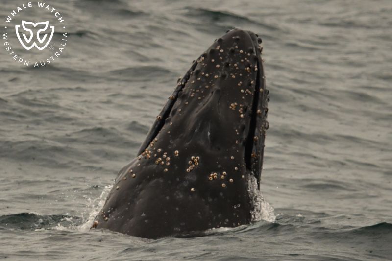 Whale Watch Western Australia