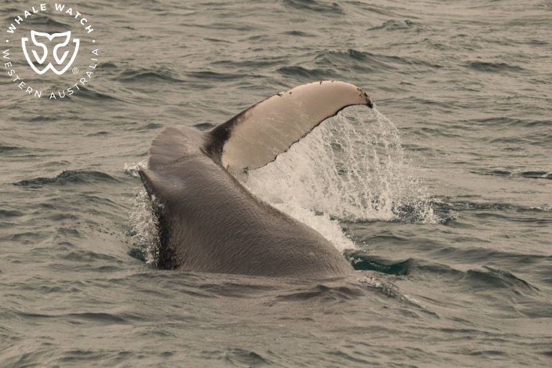 Whale Watch Western Australia