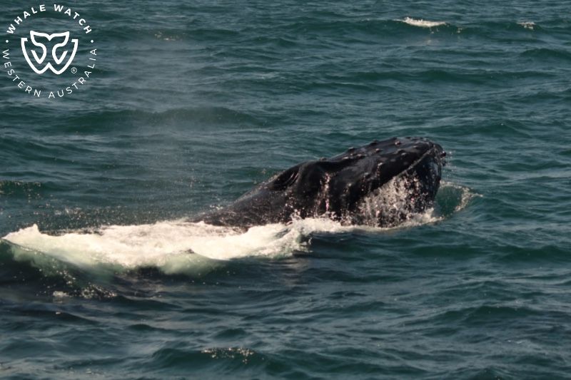 Whale Watch Western Australia