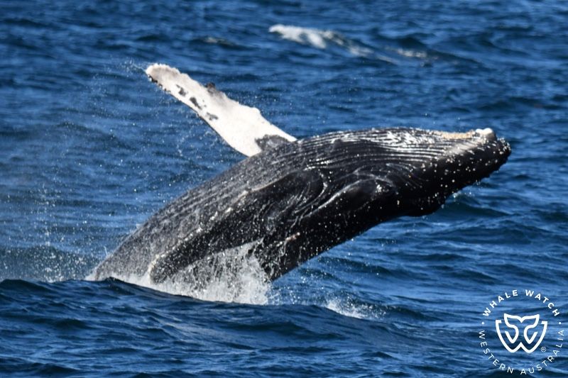 Whale Watch Western Australia