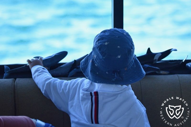 Whale Watch Western Australia