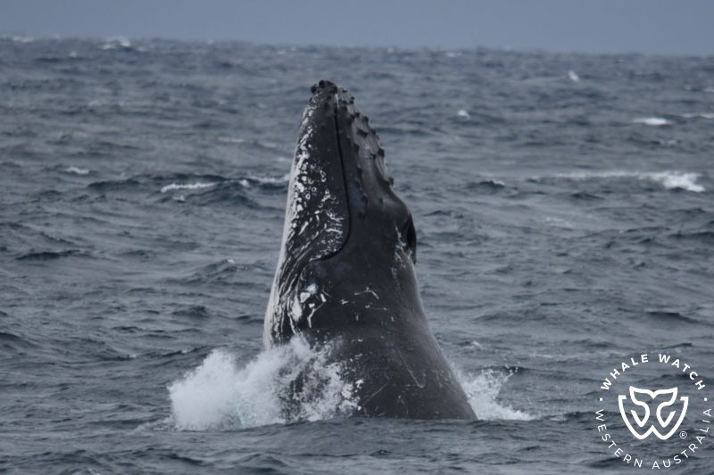 Whale Watch Western Australia