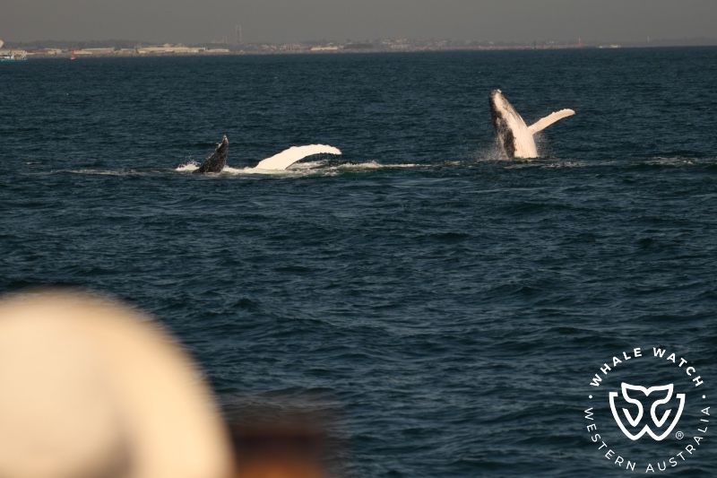 Whale Watch Western Australia