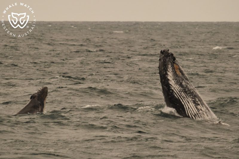 Whale Watch Western Australia
