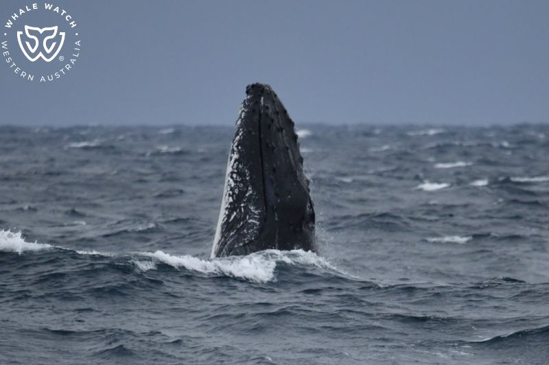 Whale Watch Western Australia