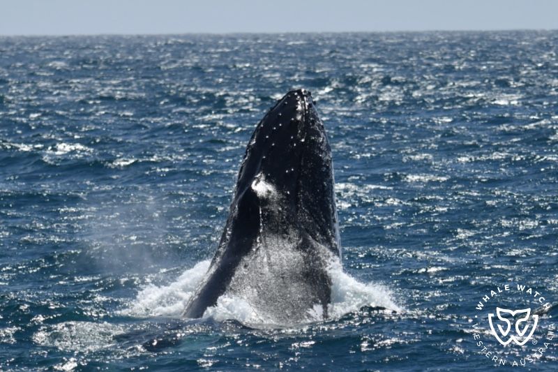 Whale Watch Western Australia