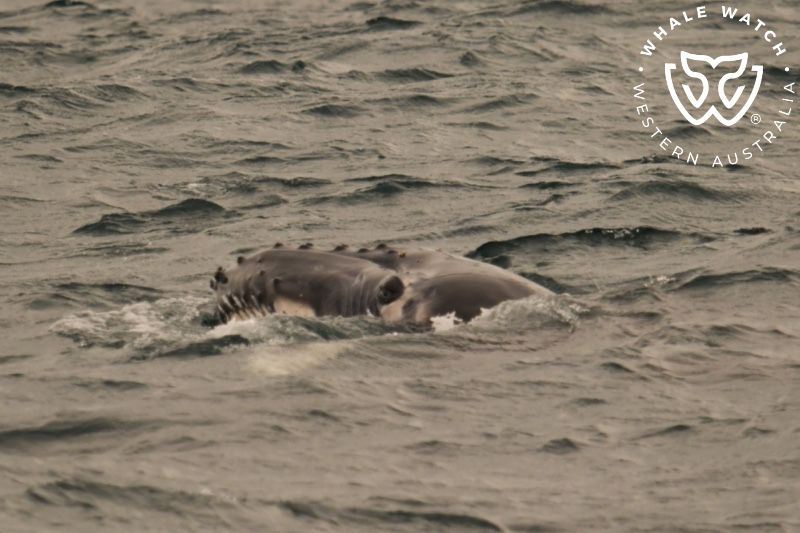 Whale Watch Western Australia
