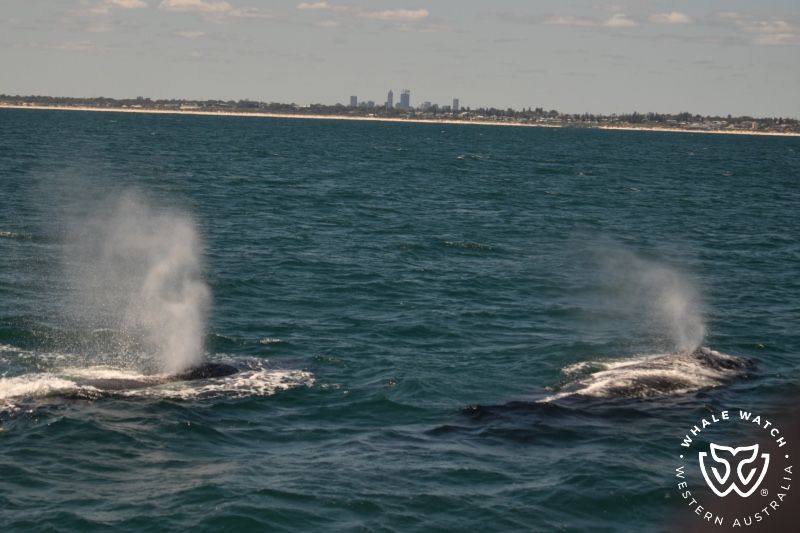 Whale Watch Western Australia