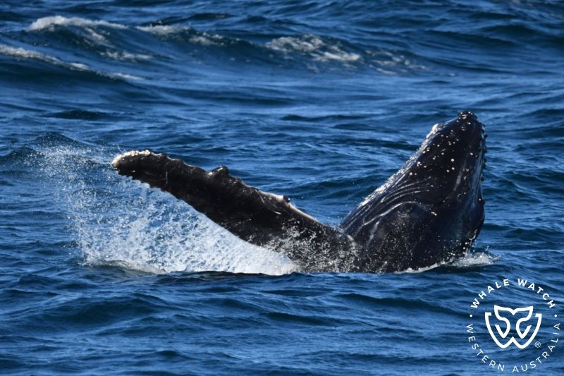 Whale Watch Western Australia