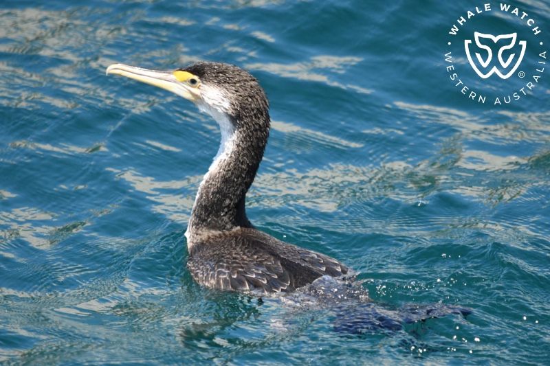 Whale Watch Western Australia
