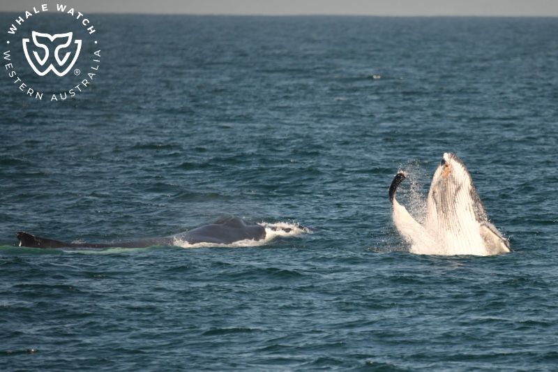 Whale Watch Western Australia