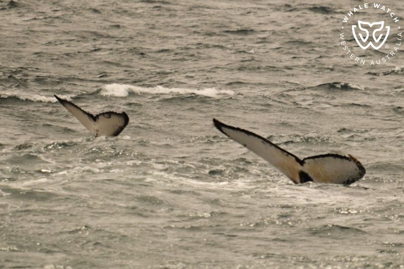 Whale Watch Western Australia