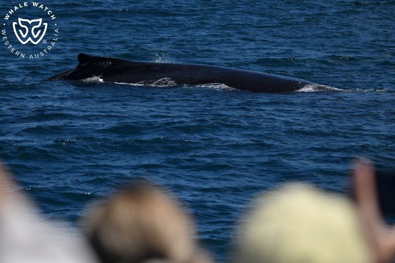 Whale Watch Western Australia