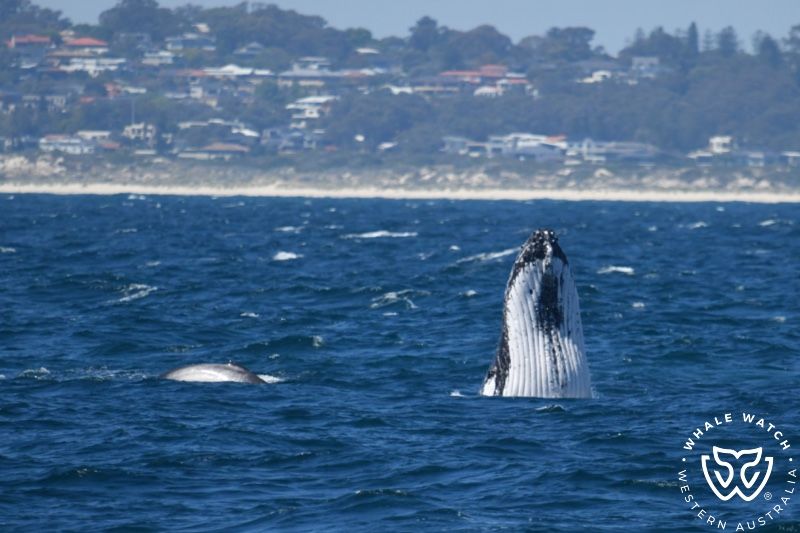 Whale Watch Western Australia