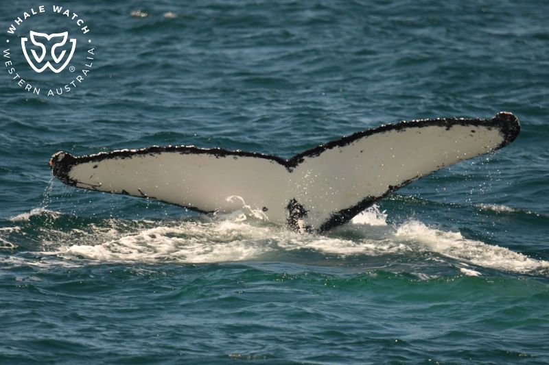 Whale Watch Western Australia