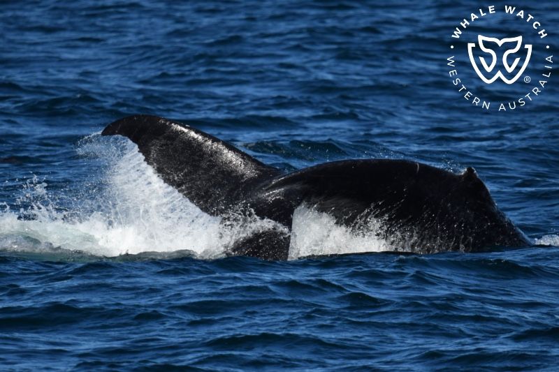Whale Watch Western Australia