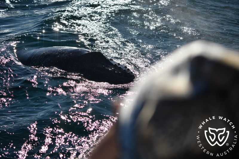Whale Watch Western Australia