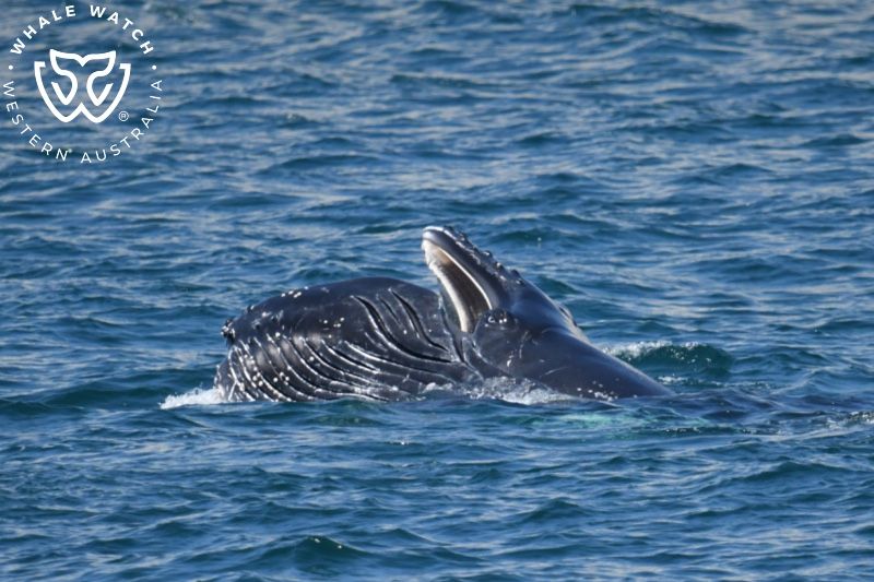 Whale Watch Western Australia