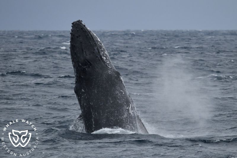 Whale Watch Western Australia