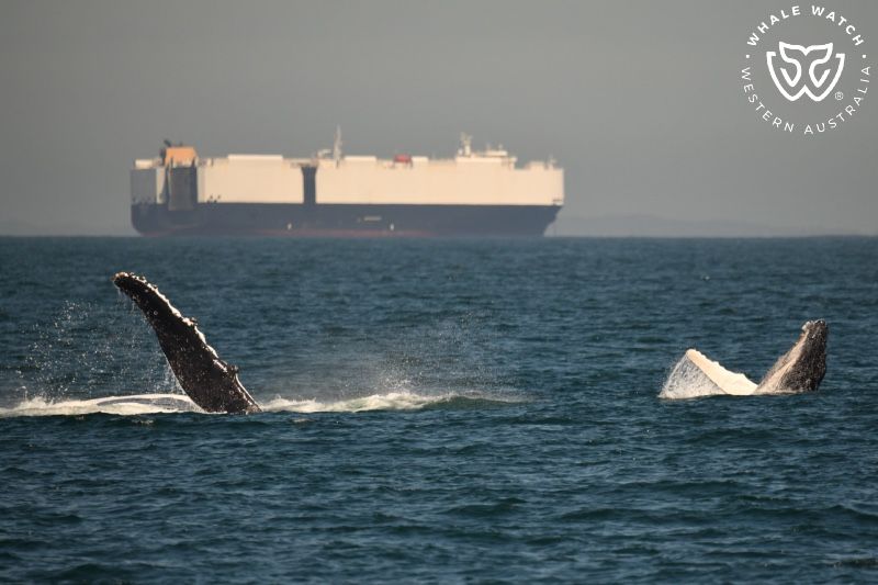 Whale Watch Western Australia