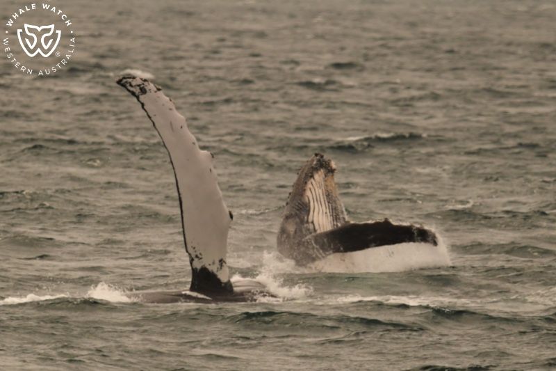 Whale Watch Western Australia