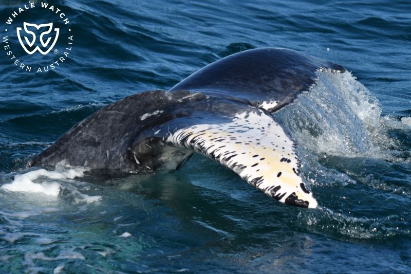 Whale Watch Western Australia