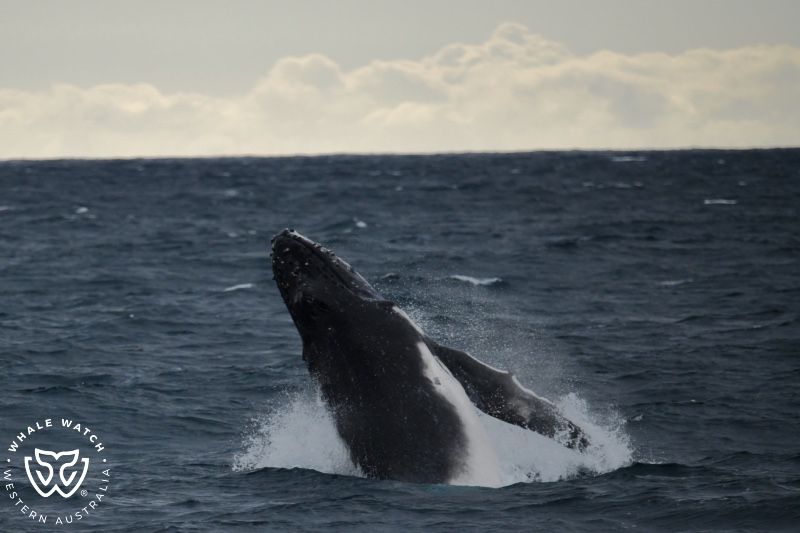 Whale Watch Western Australia