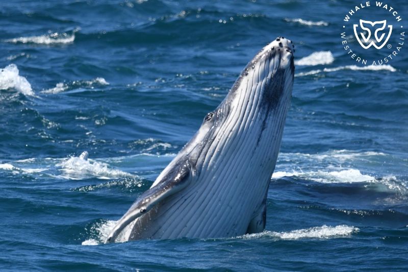 Whale Watch Western Australia