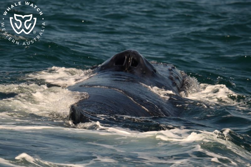 Whale Watch Western Australia