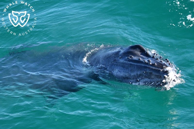 Whale Watch Western Australia