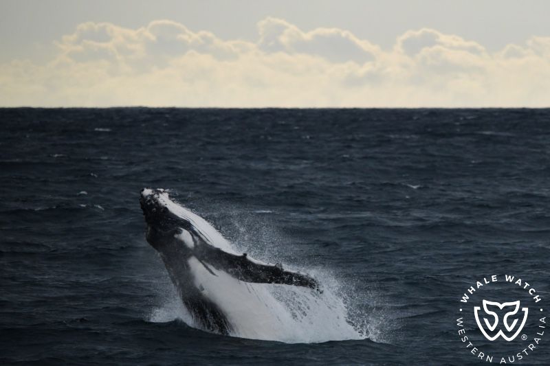 Whale Watch Western Australia