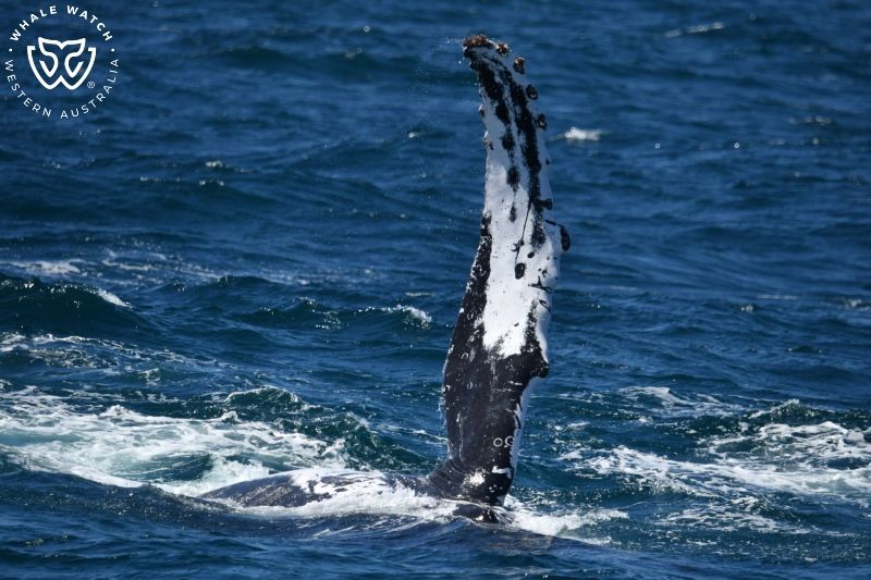 Whale Watch Western Australia