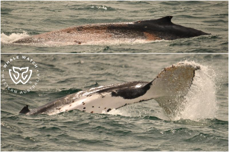 Whale Watch Western Australia