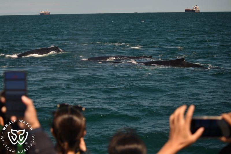 Whale Watch Western Australia