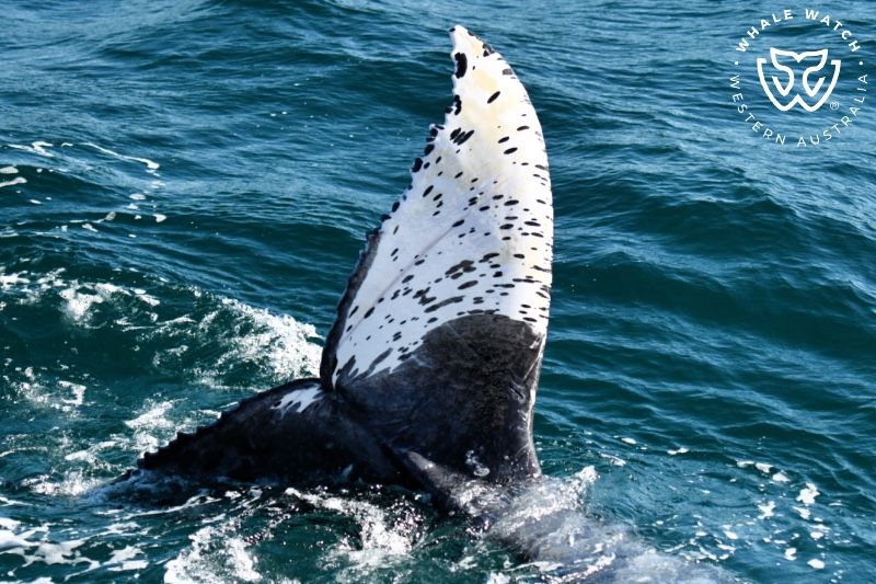 Whale Watch Western Australia