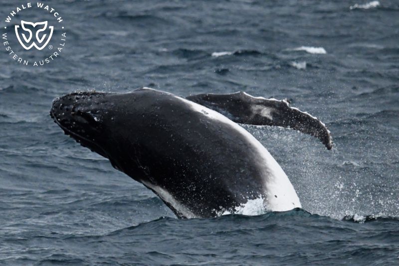 Whale Watch Western Australia