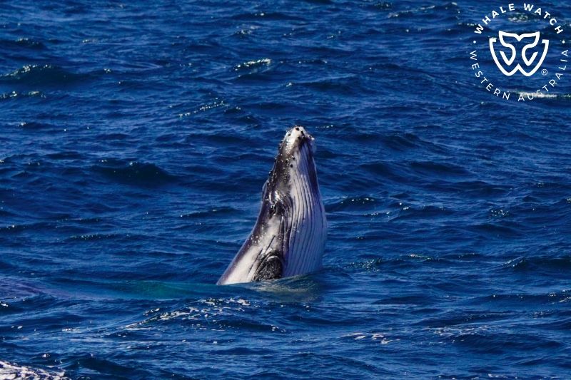 Whale Watch Western Australia