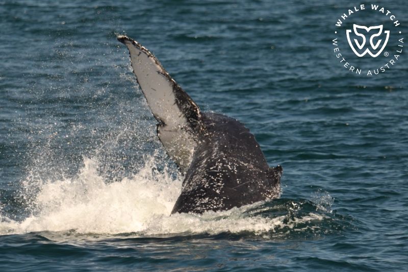 Whale Watch Western Australia