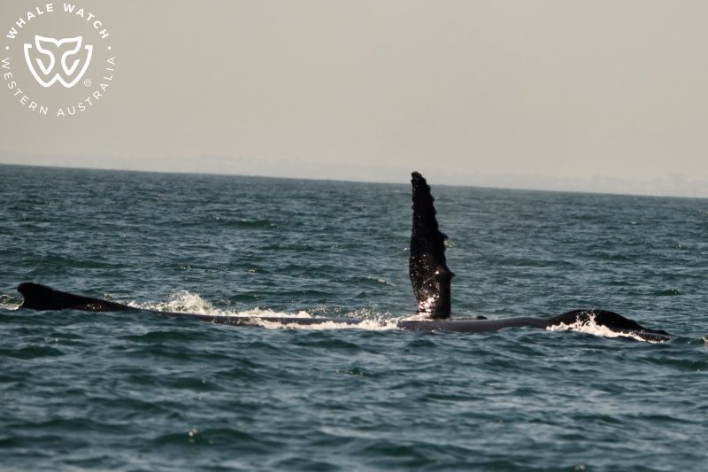 Whale Watch Western Australia