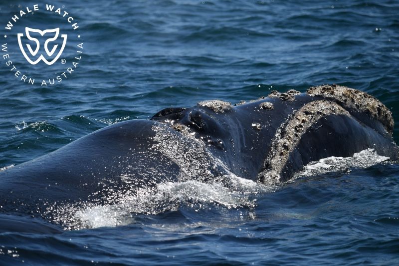 Whale Watch Western Australia