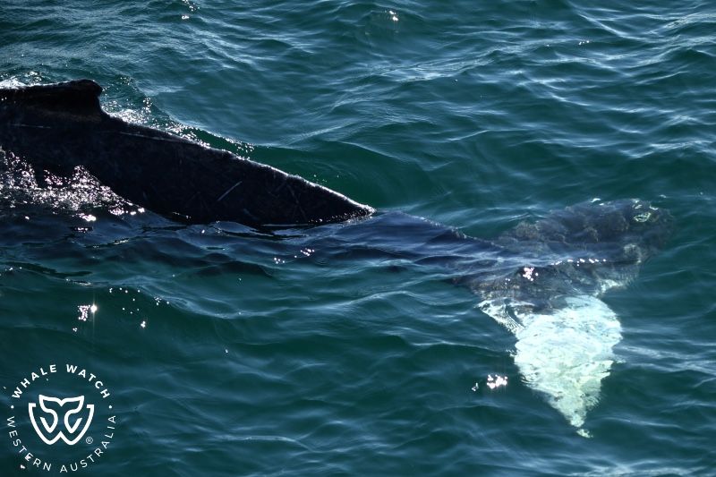 Whale Watch Western Australia