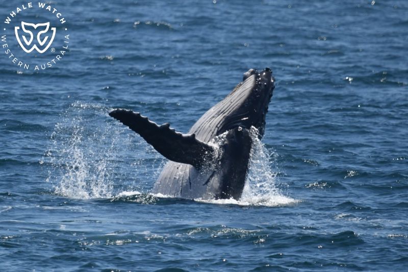 Whale Watch Western Australia