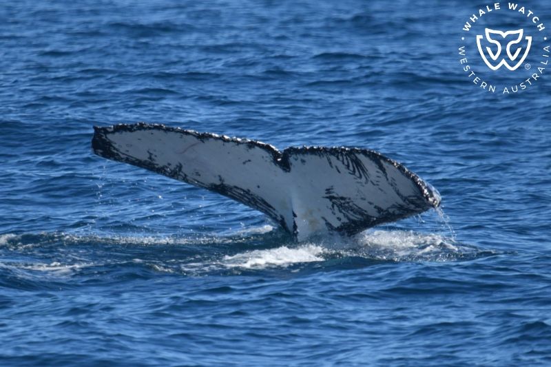 Whale Watch Western Australia