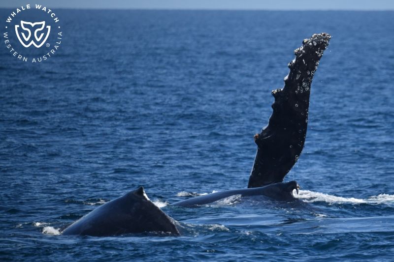 Whale Watch Western Australia