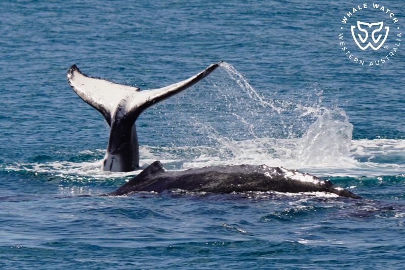Whale Watch Western Australia