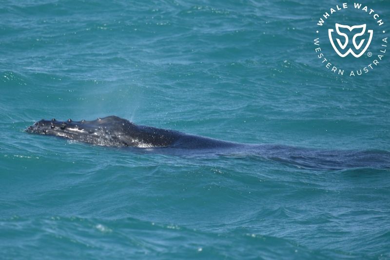 Whale Watch Western Australia