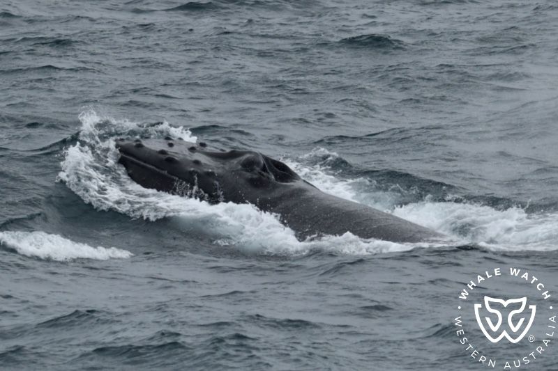 Whale Watch Western Australia