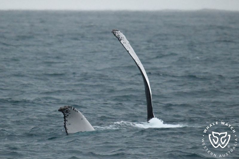 Whale Watch Western Australia