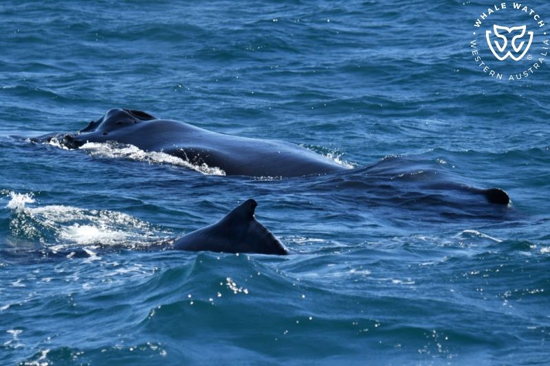Whale Watch Western Australia