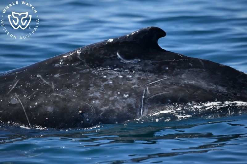Whale Watch Western Australia